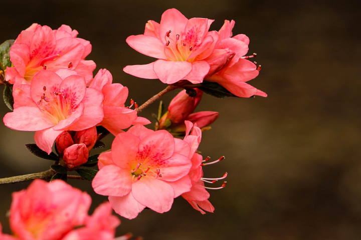 Azaleias Bonitas para seu jardim.