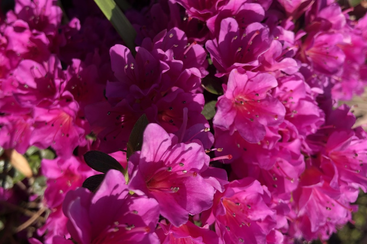 Azaleias Sempre Saudáveis