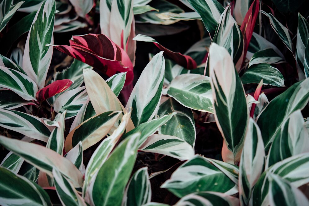 Cróton, Planta decorativa