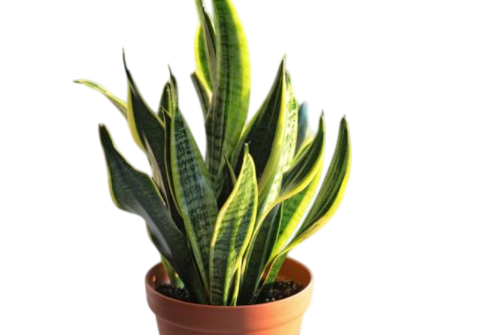 Espada de são jorge, Uma plata fácil de cuidar