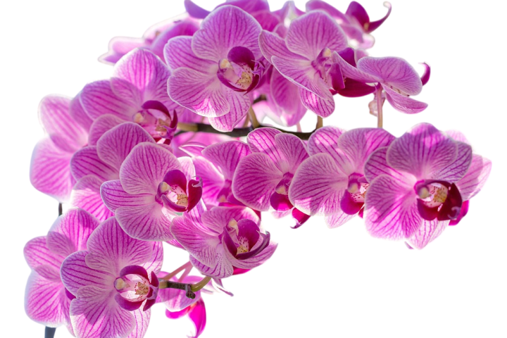 "Orquidea