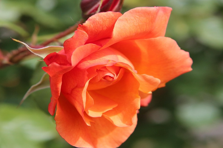 Folhas de roseira com fungo