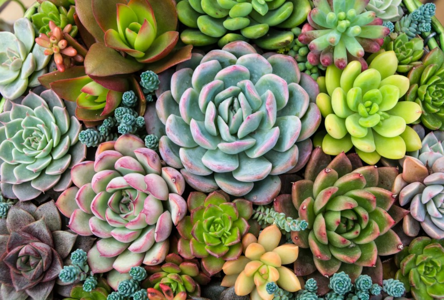 Suculenta, planta decorativa