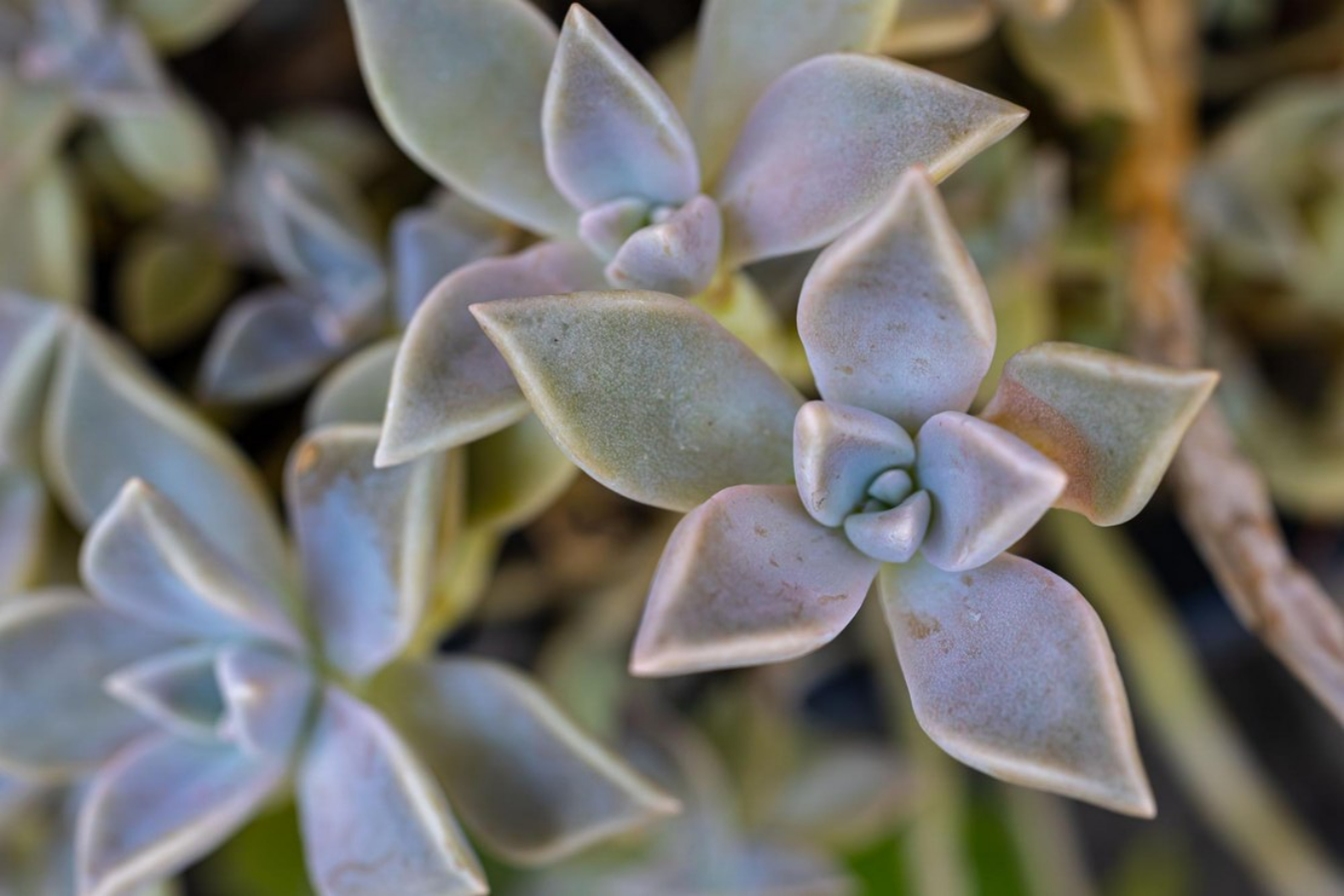 Uma ótima planta para sua casa