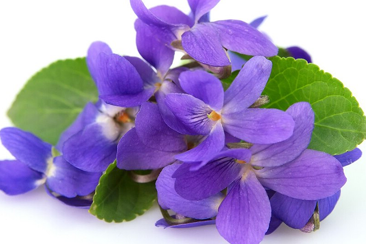 Violetas em um ambiente adequado.