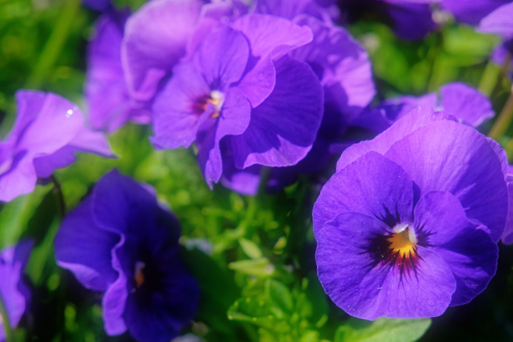 Mudas de violeta sendo cultivadas.