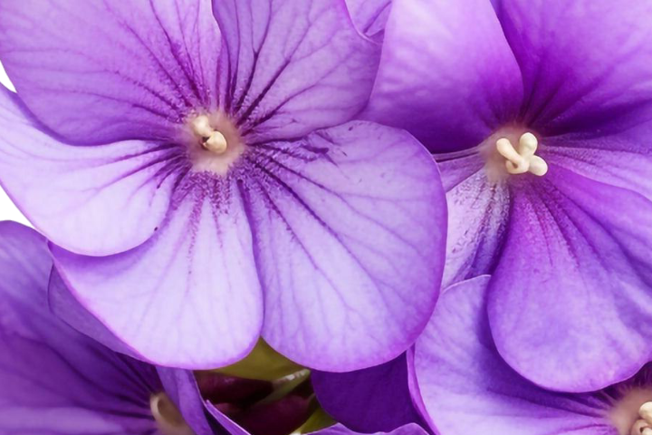 Regando violetas corretamente.